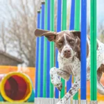 Chiens parcours