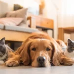 Repos chien et chats