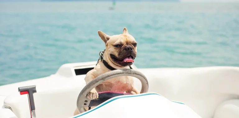 Chien dans bateau
