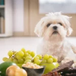Alimentation des chiens